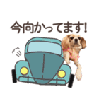 キャバリア日常スタンプ（個別スタンプ：12）