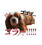 キャバリア日常スタンプ（個別スタンプ：15）