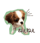キャバリア日常スタンプ（個別スタンプ：17）