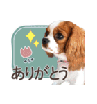 キャバリア日常スタンプ（個別スタンプ：19）