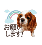 キャバリア日常スタンプ（個別スタンプ：20）