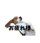 ビーグルのD.D.（個別スタンプ：12）
