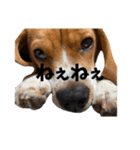 ビーグルのD.D.（個別スタンプ：17）