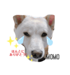 MOMO日常編（個別スタンプ：9）