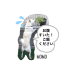 MOMO日常編（個別スタンプ：11）
