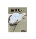 MOMO日常編（個別スタンプ：13）