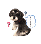 ミニチュアシュナウザーのラブちゃん（個別スタンプ：2）