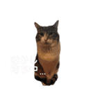 みるくのスタンプ 第2弾（個別スタンプ：12）