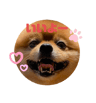 たろちゃんのスタンプだワン（個別スタンプ：2）