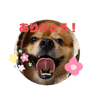 たろちゃんのスタンプだワン（個別スタンプ：3）