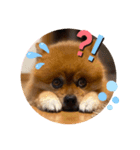 たろちゃんのスタンプだワン（個別スタンプ：6）