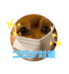 たろちゃんのスタンプだワン（個別スタンプ：7）