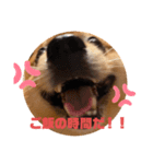 たろちゃんのスタンプだワン（個別スタンプ：8）
