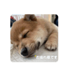 ハチ！（個別スタンプ：2）