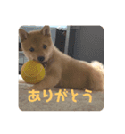 ハチ！（個別スタンプ：3）