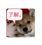 ハチ！（個別スタンプ：5）