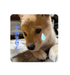 ハチ！（個別スタンプ：6）
