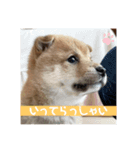 ハチ！（個別スタンプ：7）