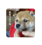 ハチ！（個別スタンプ：8）