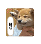 ハチ！（個別スタンプ：9）