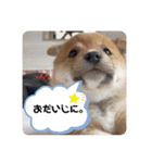 ハチ！（個別スタンプ：11）