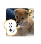 ハチ！（個別スタンプ：12）