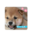 ハチ！（個別スタンプ：14）