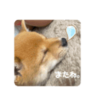 ハチ！（個別スタンプ：16）