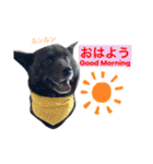 甲斐犬サチ Kai Dog 'SACHI' stamp（個別スタンプ：1）