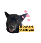 甲斐犬サチ Kai Dog 'SACHI' stamp（個別スタンプ：3）