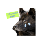 甲斐犬サチ Kai Dog 'SACHI' stamp（個別スタンプ：4）