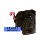 甲斐犬サチ Kai Dog 'SACHI' stamp（個別スタンプ：6）