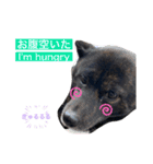 甲斐犬サチ Kai Dog 'SACHI' stamp（個別スタンプ：7）