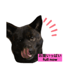 甲斐犬サチ Kai Dog 'SACHI' stamp（個別スタンプ：8）