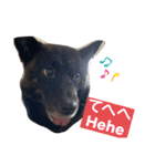 甲斐犬サチ Kai Dog 'SACHI' stamp（個別スタンプ：9）