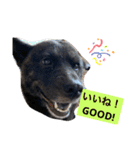 甲斐犬サチ Kai Dog 'SACHI' stamp（個別スタンプ：10）