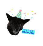 甲斐犬サチ Kai Dog 'SACHI' stamp（個別スタンプ：11）