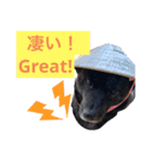 甲斐犬サチ Kai Dog 'SACHI' stamp（個別スタンプ：12）