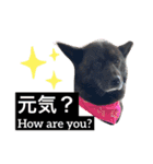 甲斐犬サチ Kai Dog 'SACHI' stamp（個別スタンプ：13）