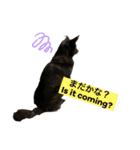 甲斐犬サチ Kai Dog 'SACHI' stamp（個別スタンプ：14）