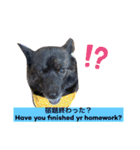 甲斐犬サチ Kai Dog 'SACHI' stamp（個別スタンプ：15）