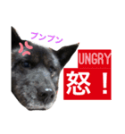 甲斐犬サチ Kai Dog 'SACHI' stamp（個別スタンプ：16）