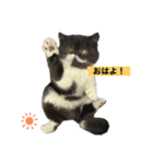 ぽこたの生活（個別スタンプ：1）