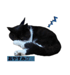ぽこたの生活（個別スタンプ：2）