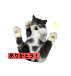 ぽこたの生活（個別スタンプ：3）