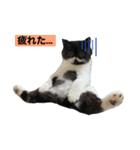 ぽこたの生活（個別スタンプ：5）