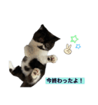 ぽこたの生活（個別スタンプ：8）