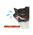 ぽこたの生活（個別スタンプ：11）