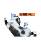 ぽこたの生活（個別スタンプ：12）