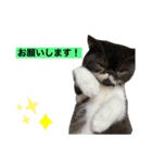 ぽこたの生活（個別スタンプ：13）